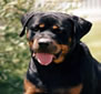 Rottweiler, dog training for attention.