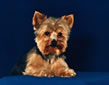 Dog Training a Yorkshire Terrier for a photo shoot.