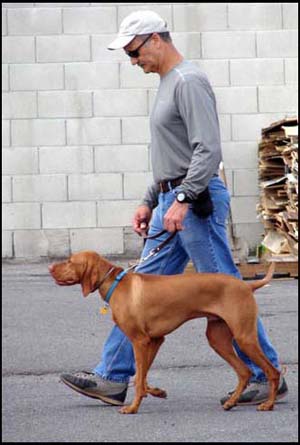 Dog Heeling with Handler