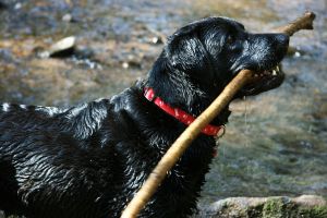 Labrador Holding Stick