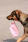 Dog carrying shopping bag