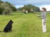 Dog in an off leash sit stay